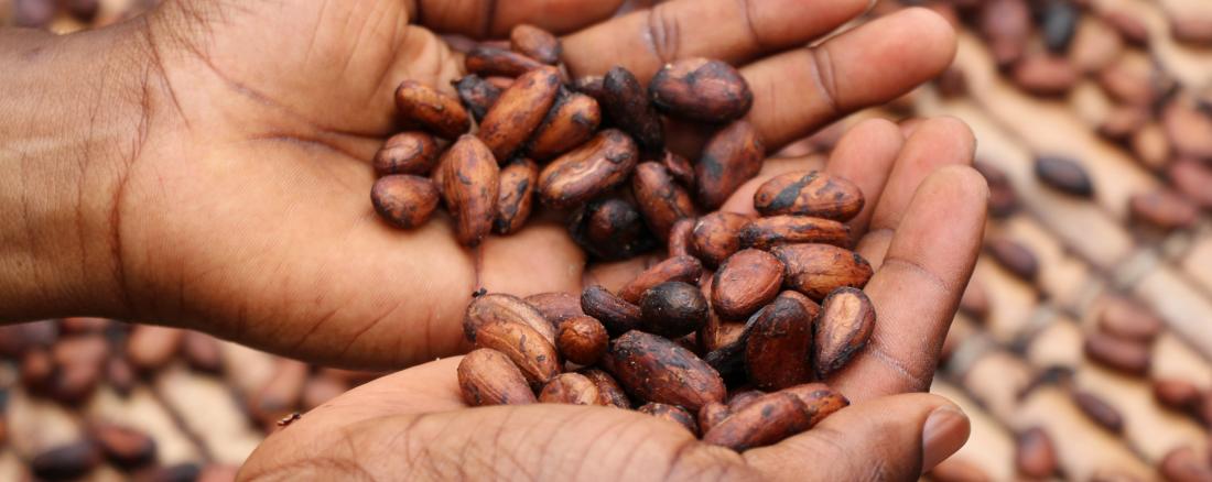 Cacao - Stratégie nationale de lutte contre la déforestation importée