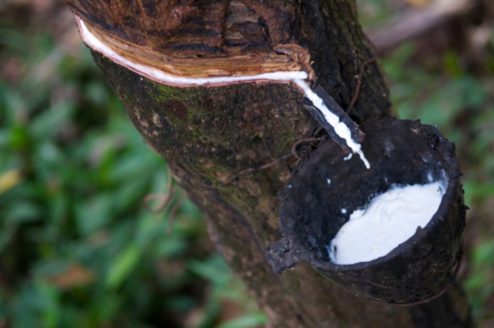 Natural rubber - National strategy to combat imported deforestation