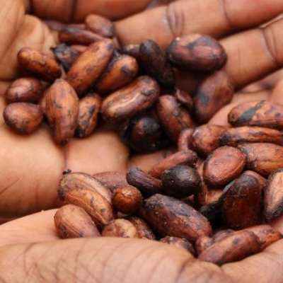 Image représentant du cacao