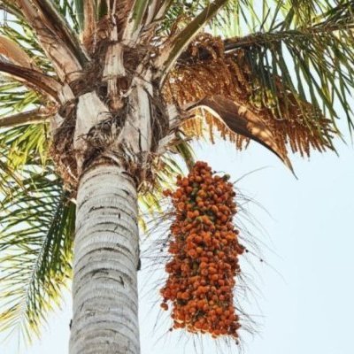 Image showing an oil palm tree.