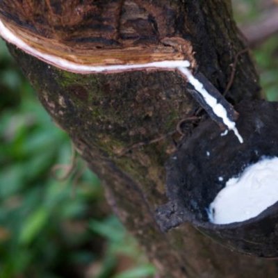 Image representing natural rubber