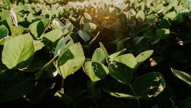 Image of a soybean plantation 