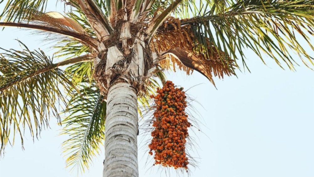 Oil palm tree