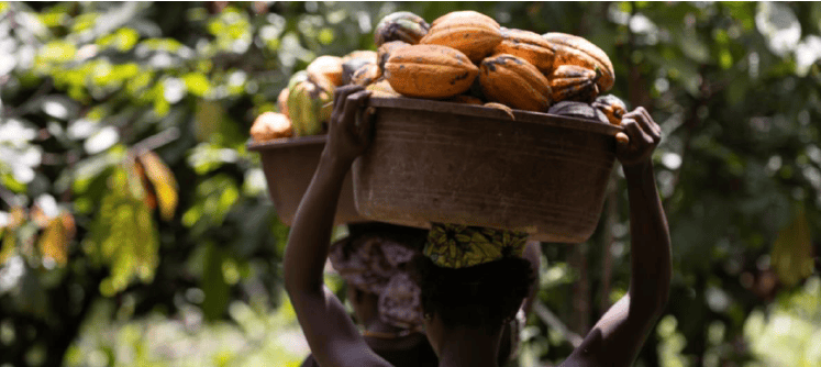 Récolte de cacao, Mabi-Yaya, Côte d'Ivoire